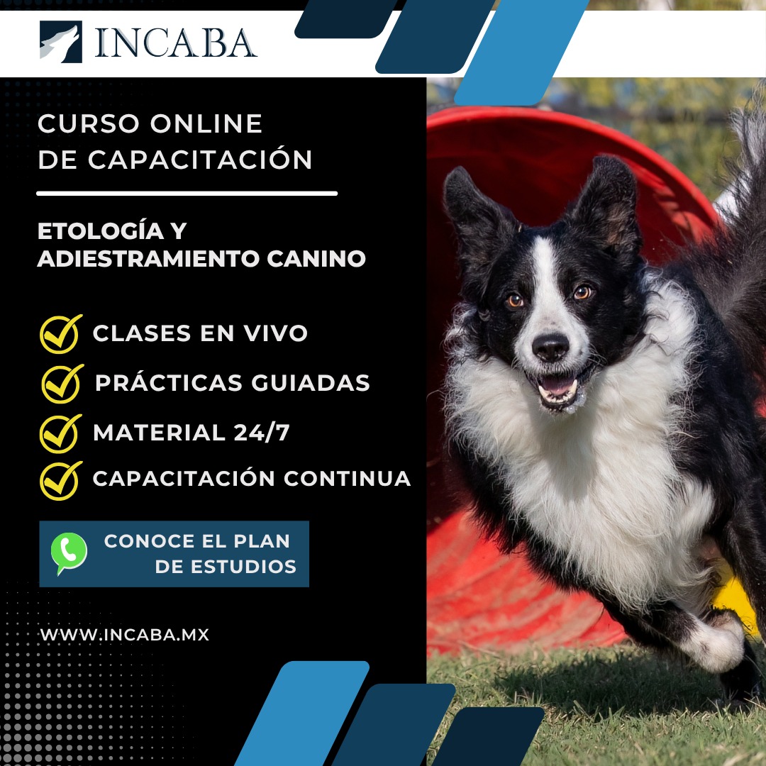 INCABA: curso online de capacitación en etología y adiestramiento canino