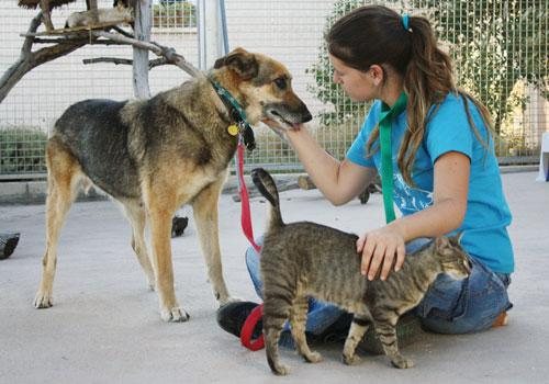 Voluntaria cuidando a un perro y un gato